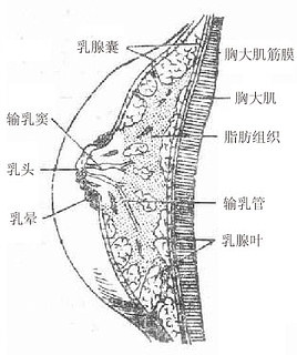 鷿ʸ״