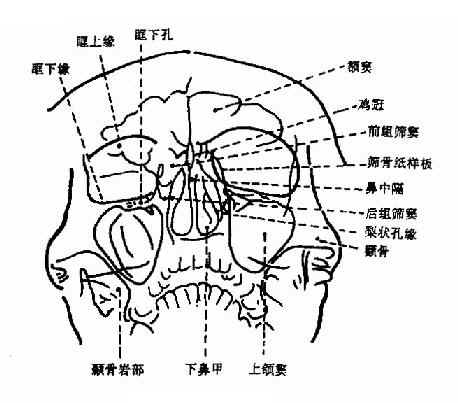 λ