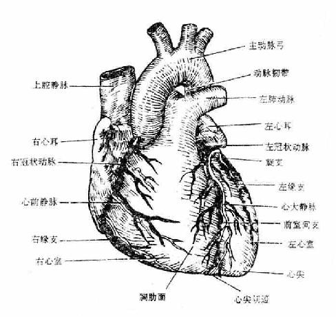 μѪܣǰ棩