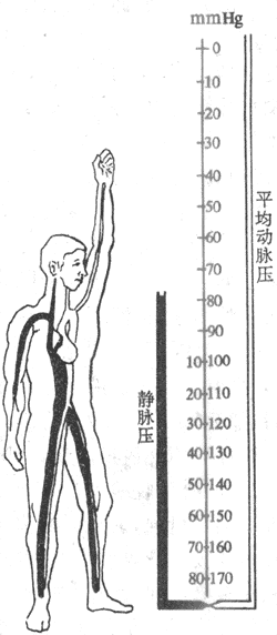 ֱλ֫嶯;ѪѹӰ죨1mmHg0.13kPa