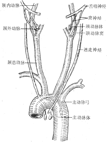 ѹ뻯ѧ